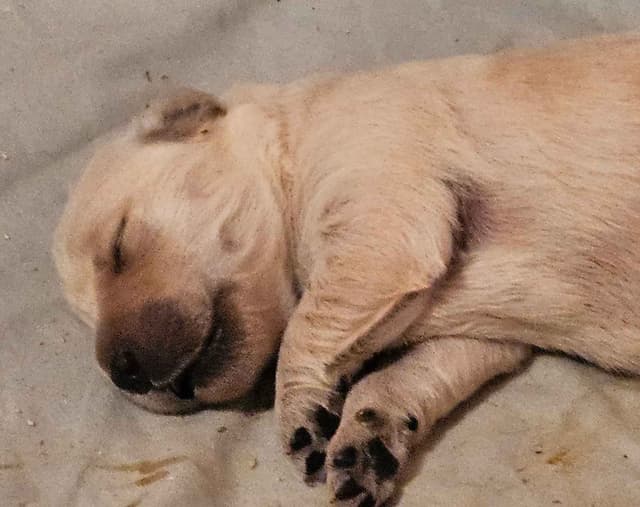 Golden Retriever Puppies media 7