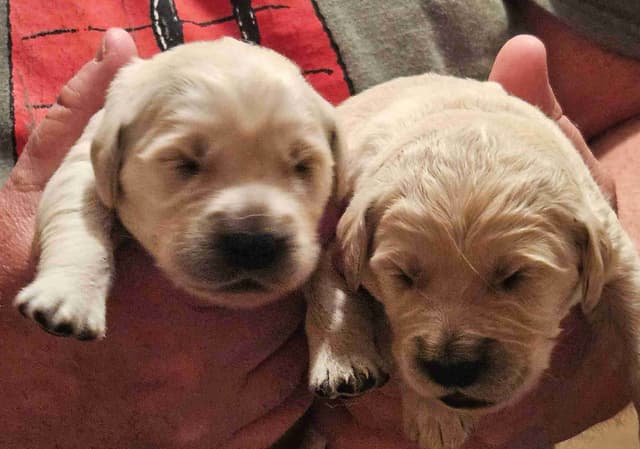 Golden Retriever Puppies media 8