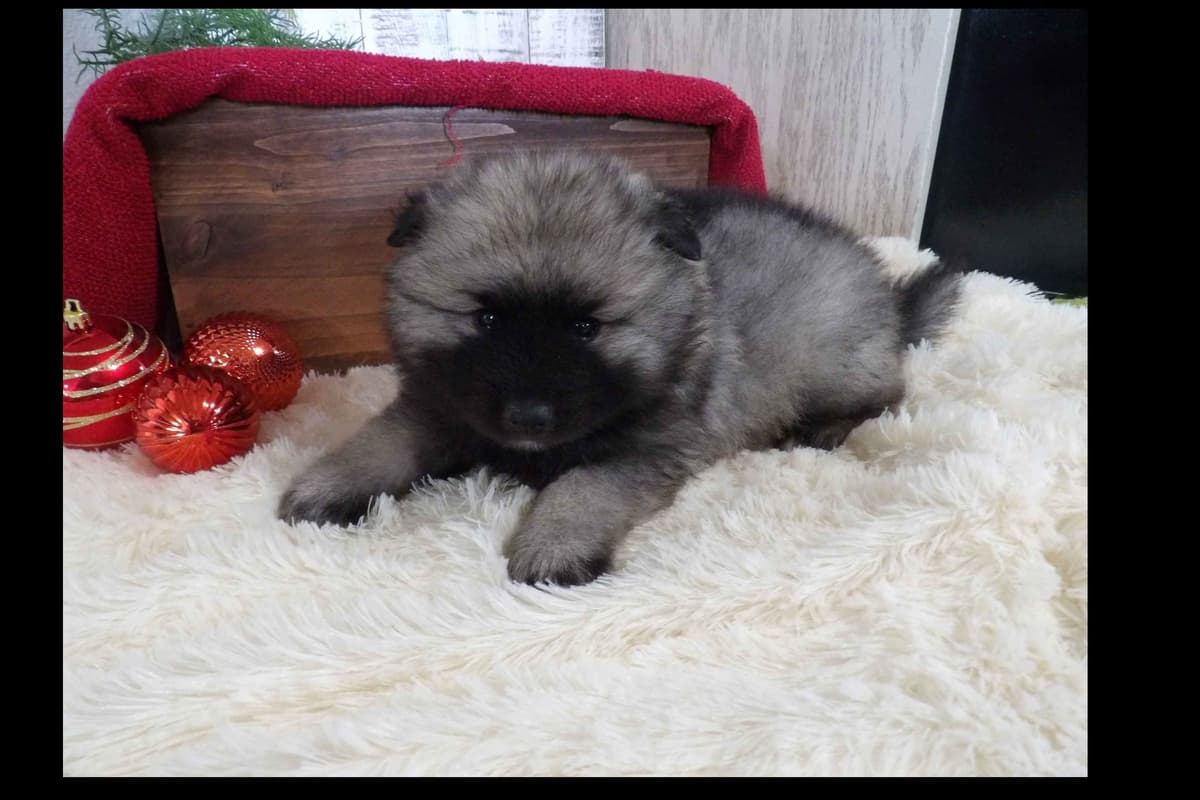 Keeshond Puppies breeder image 4