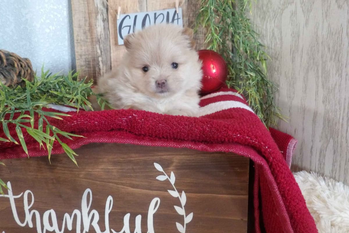 Keeshond Puppies breeder image 5