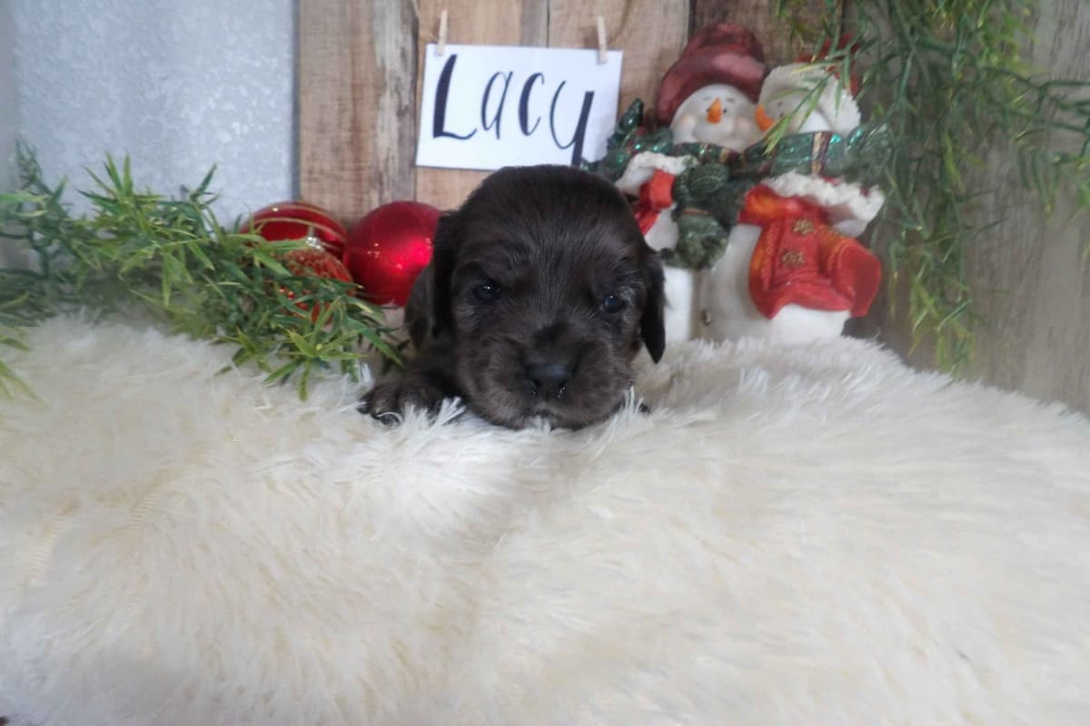 Keeshond Puppies breeder image 6