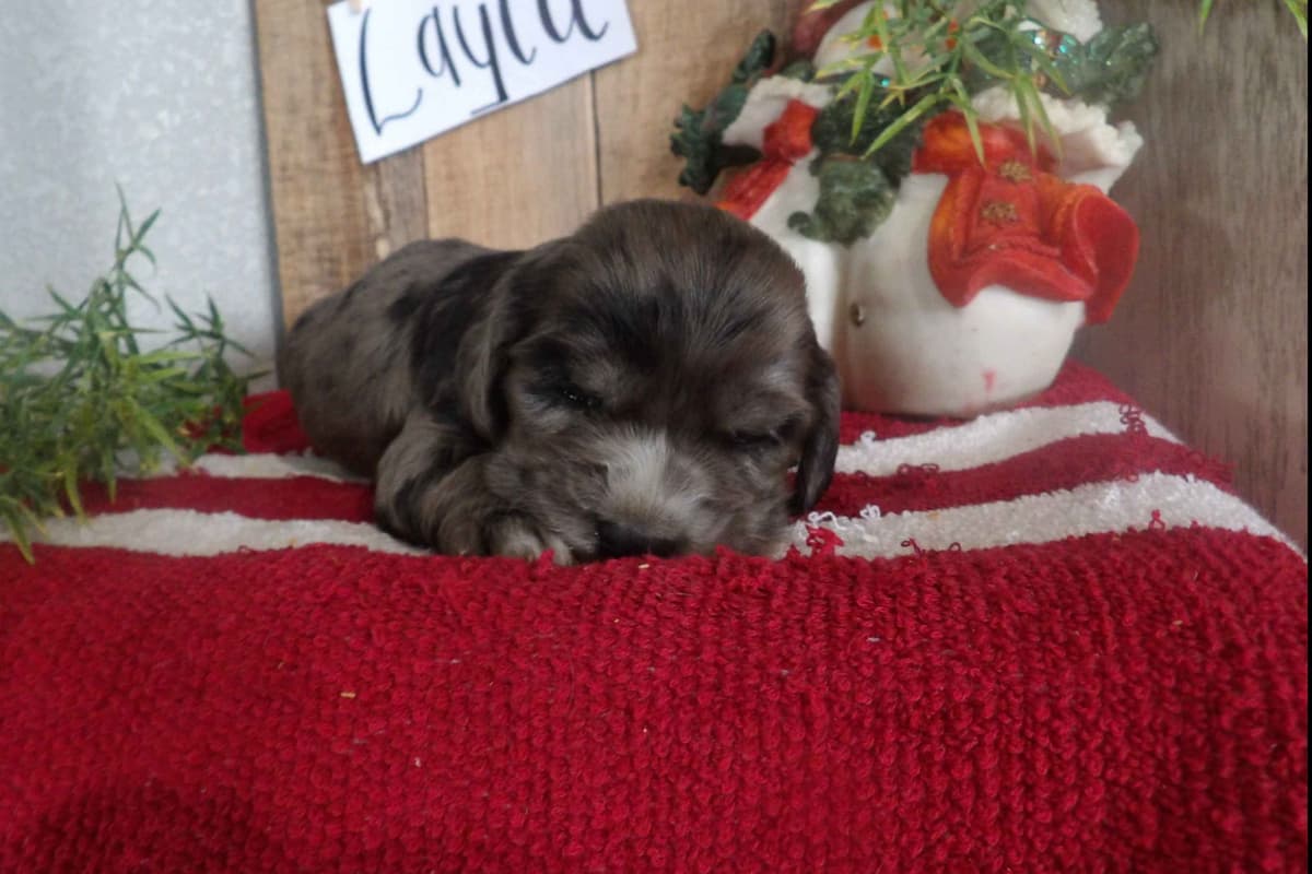 Keeshond Puppies breeder image 7