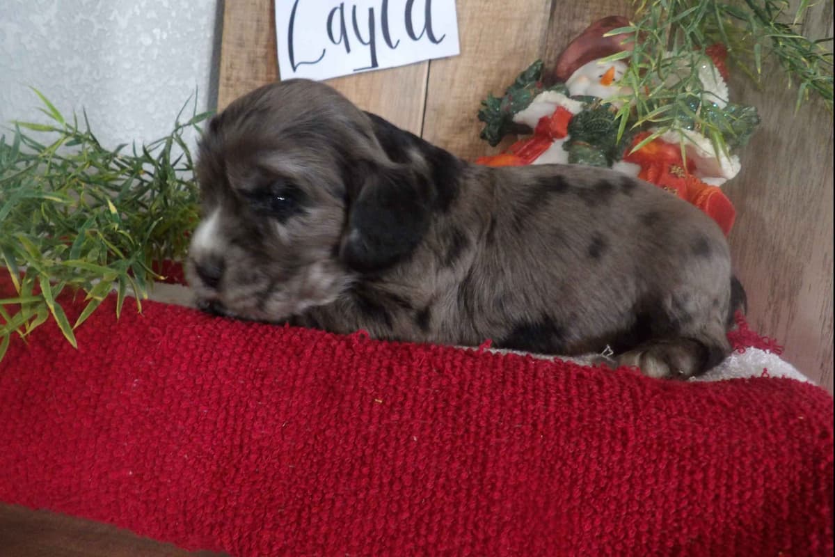 Keeshond Puppies breeder image 8