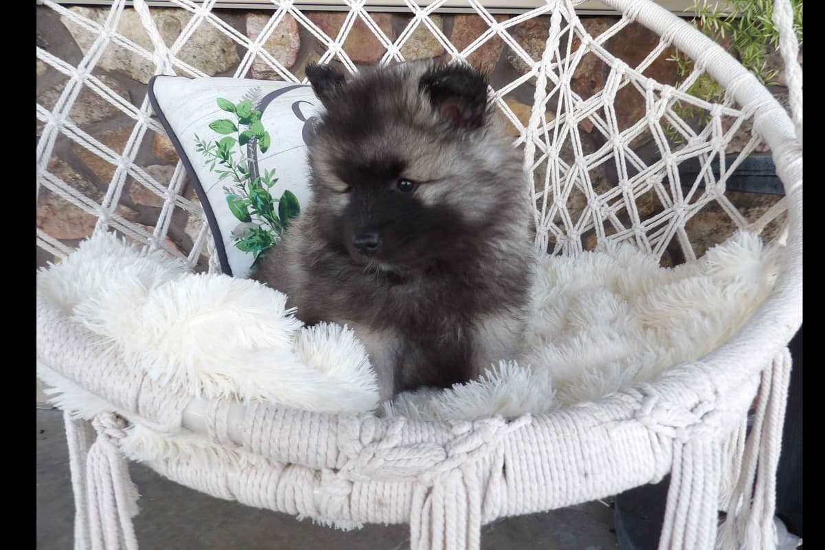 Keeshond Puppies breeder image 2