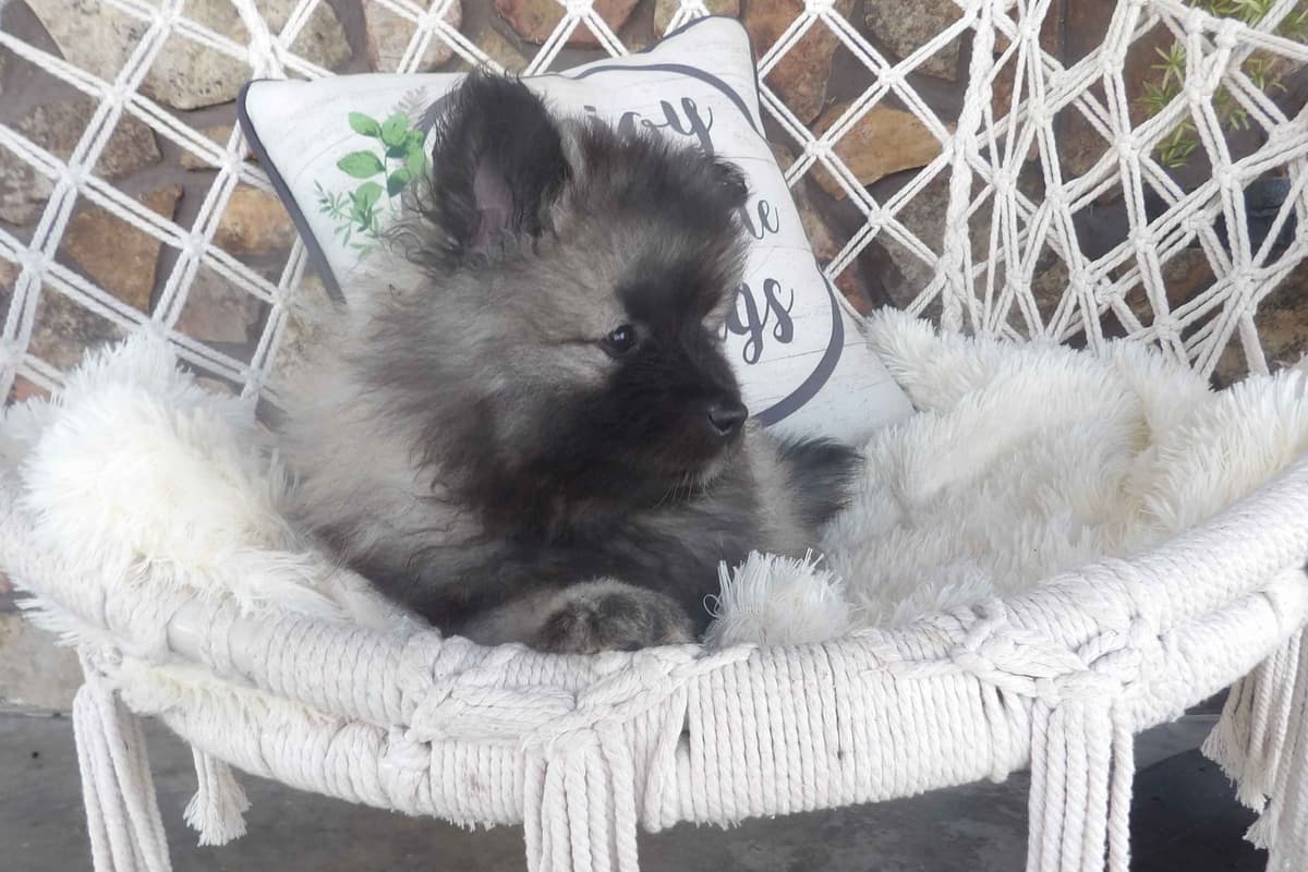 Keeshond Puppies breeder image 3