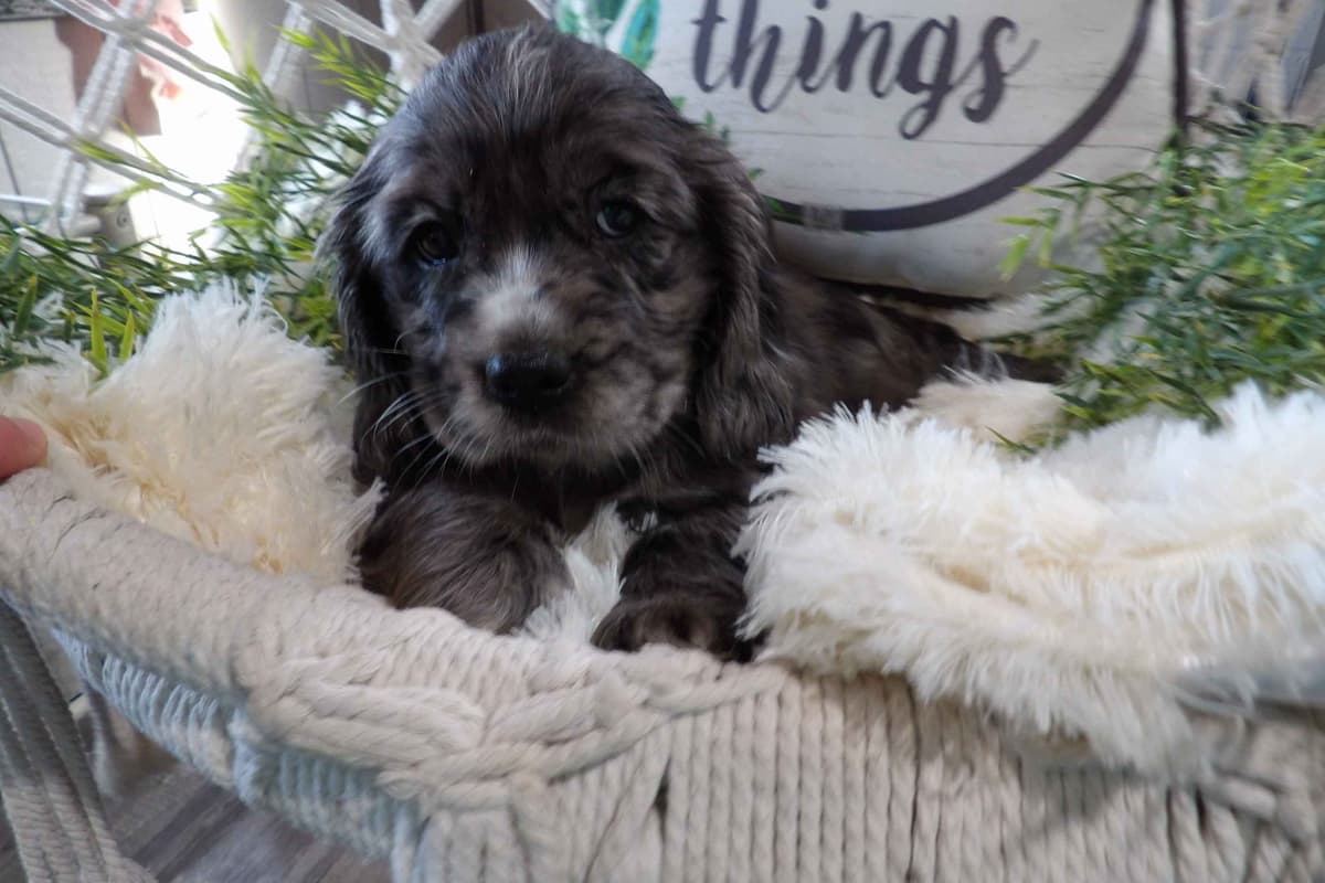 Keeshond Puppies breeder image 9