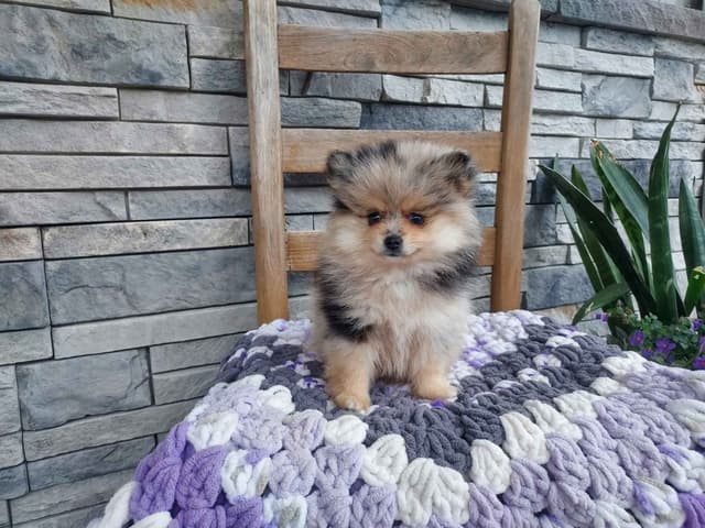 Pomeranian Puppies media 2