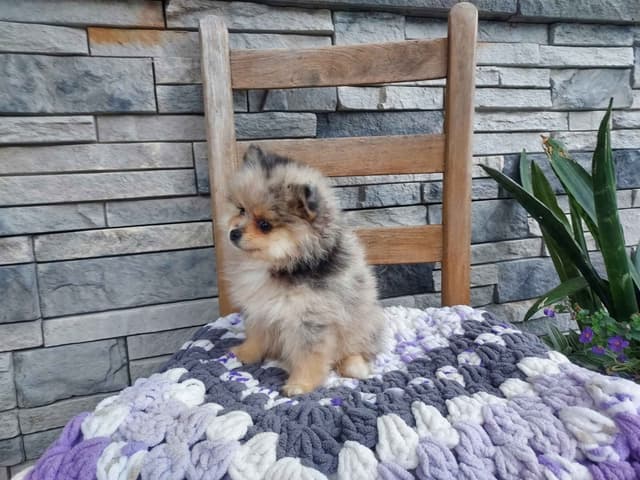 Pomeranian Puppies media 3