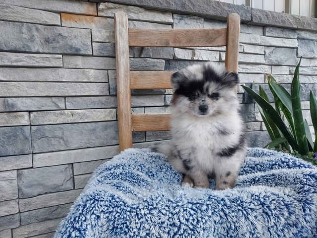 Pomeranian Puppies media 4