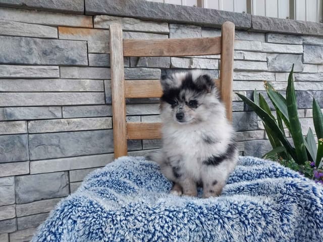 Pomeranian Puppies media 5