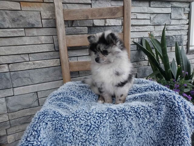 Pomeranian Puppies media 6