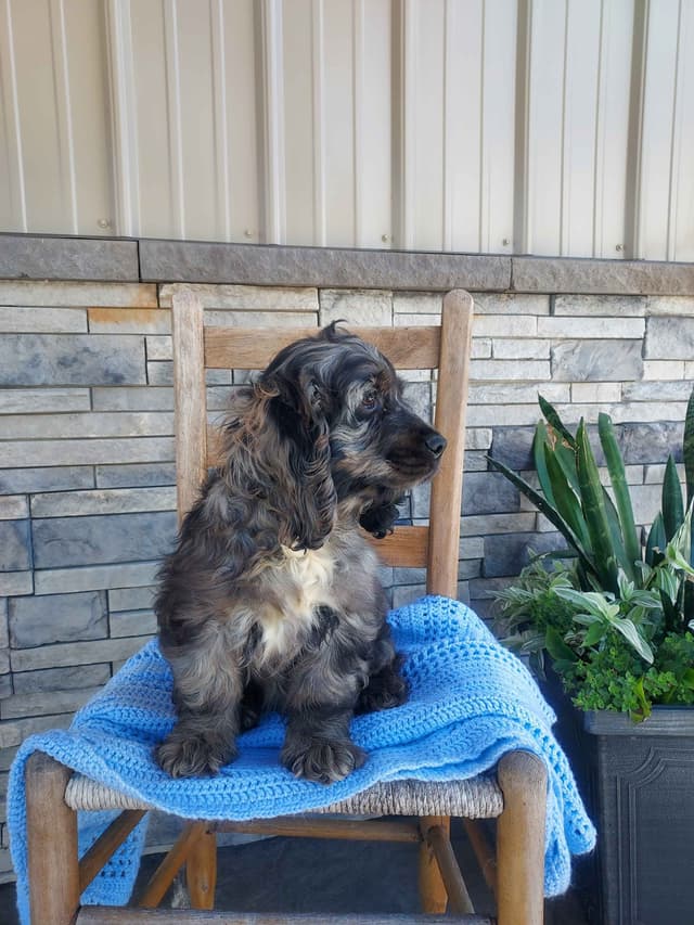 Cocker Spaniel Puppies media 3