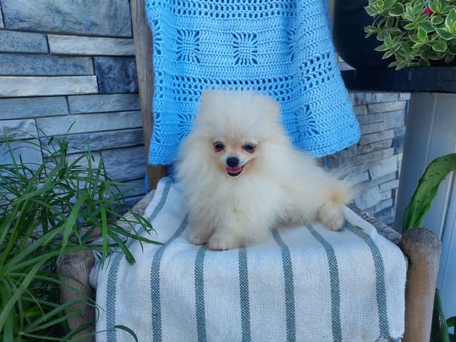 Pomeranian Puppies media 4