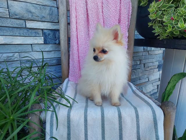 Pomeranian Puppies media 5