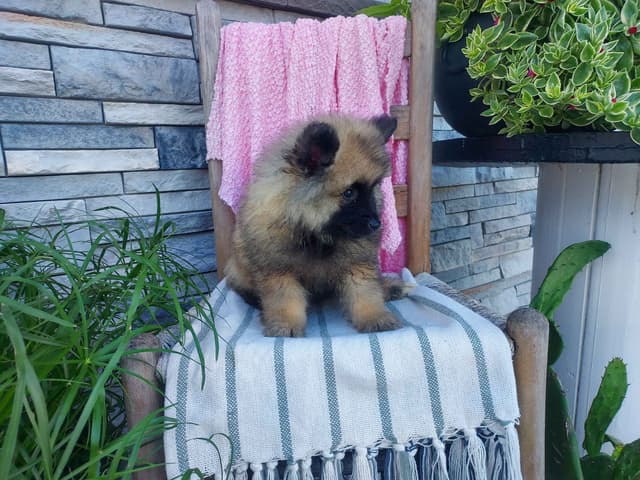 Keeshond Puppies media 3