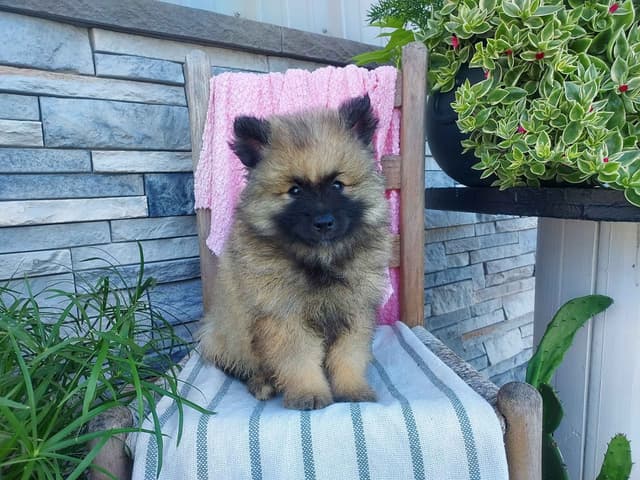 Keeshond Puppies media 4