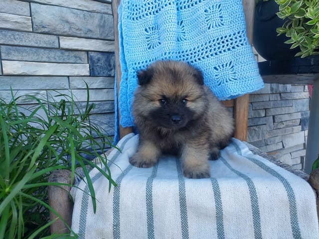 Keeshond Puppies media 2