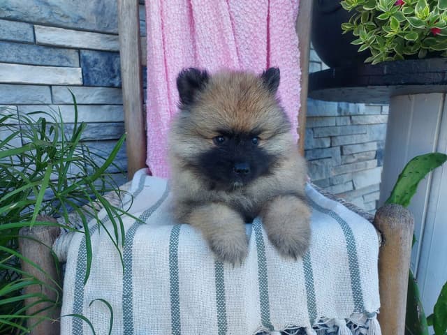 Keeshond Puppies media 3