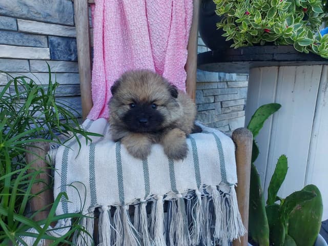 Keeshond Puppies media 4