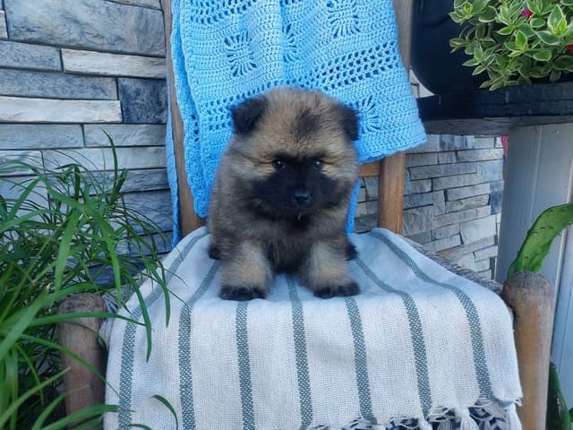 Keeshond Puppies media 5