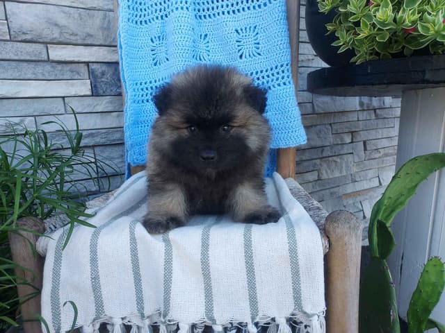 Keeshond Puppies media 6