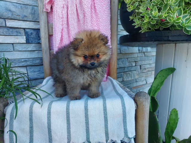 Pomeranian Puppies media 2