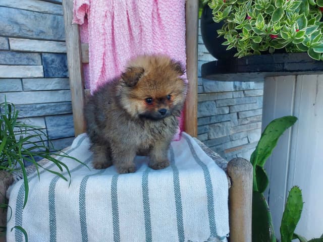 Pomeranian Puppies media 3