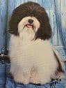 Havanese Puppies breeder image 1