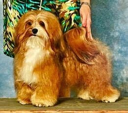 Havanese Puppies breeder image 2