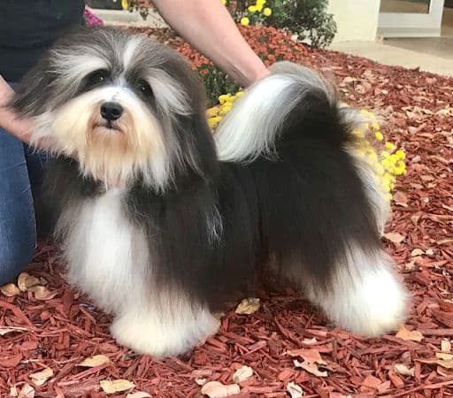 Havanese Puppies breeder image 3