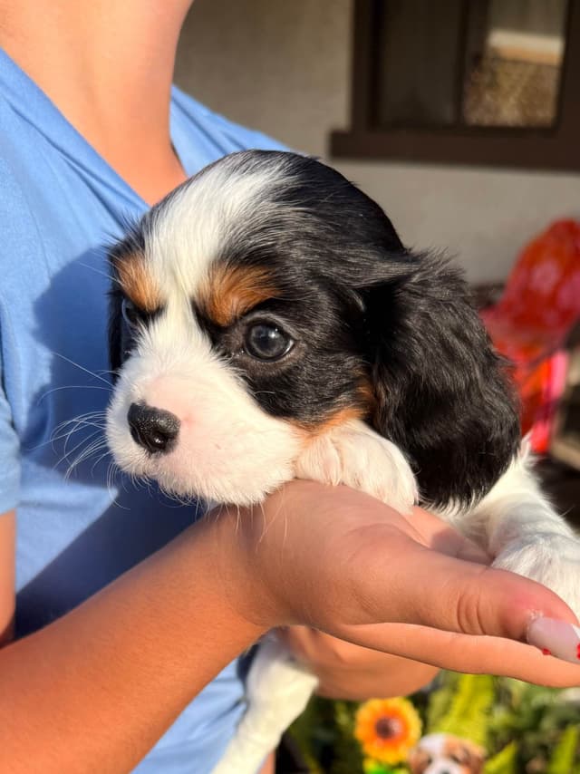 Cavalier King Charles Spaniel Puppies media 11