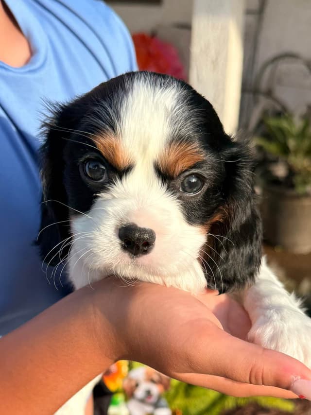 Cavalier King Charles Spaniel Puppies media 13
