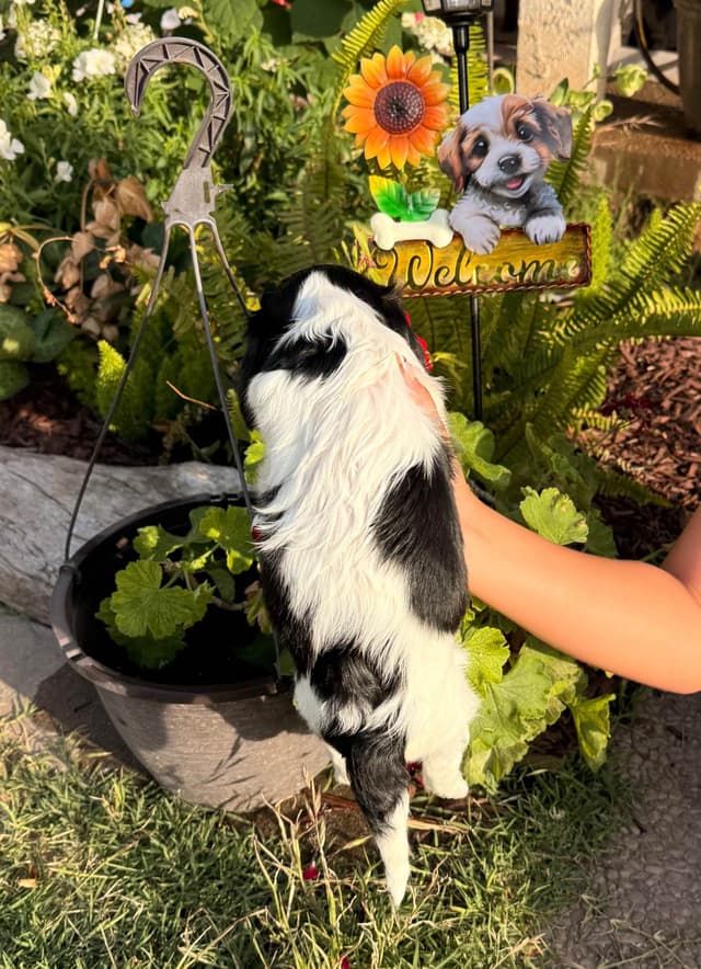 Cavalier King Charles Spaniel Puppies media 12