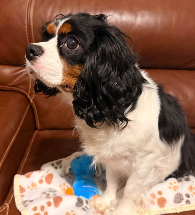 Cavalier King Charles Spaniel Puppies media 14