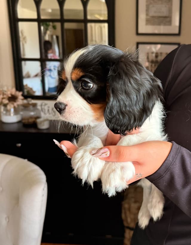 Cavalier King Charles Spaniel Puppies media 6