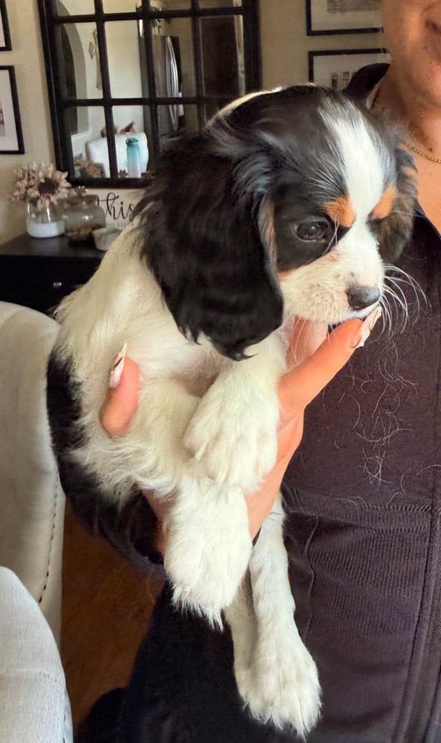 Cavalier King Charles Spaniel Puppies media 7