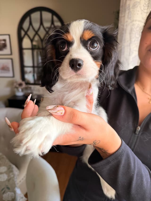 Cavalier King Charles Spaniel Puppies media 8