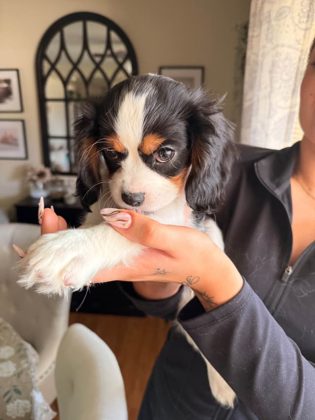Cavalier King Charles Spaniel Puppies media 9