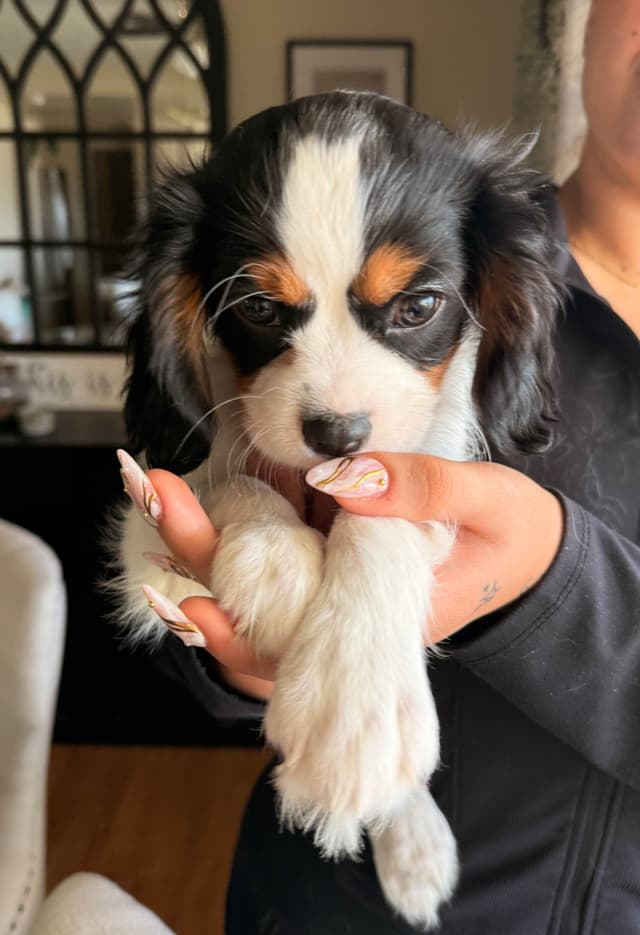 Cavalier King Charles Spaniel Puppies media 10