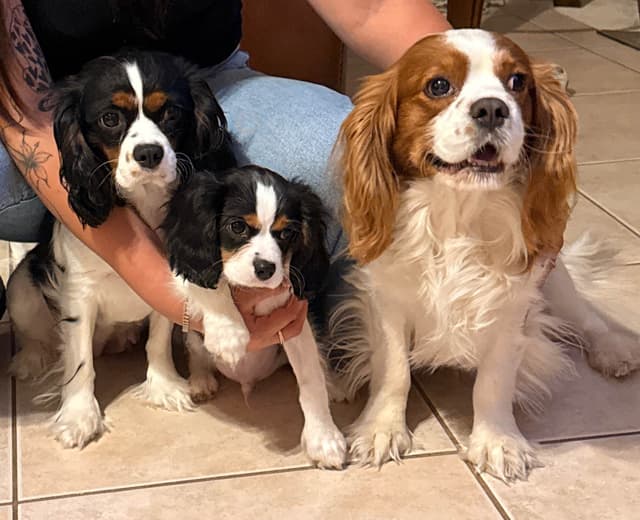 Cavalier King Charles Spaniel Puppies media 4