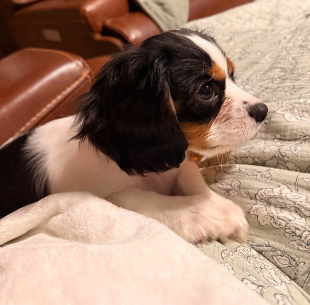 Cavalier King Charles Spaniel Puppies media 5
