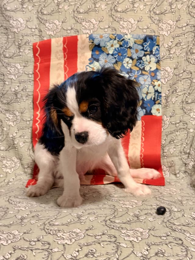 Cavalier King Charles Spaniel Puppies media 3