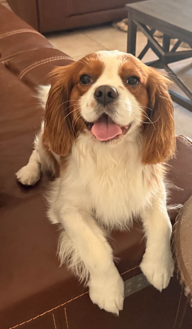 Cavalier King Charles Spaniel Puppies media 15