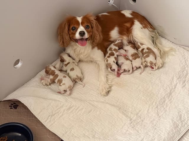 Cavalier King Charles Spaniel Puppies media 14