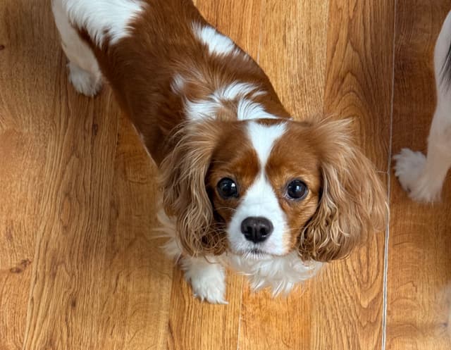 Cavalier King Charles Spaniel Puppies media 17