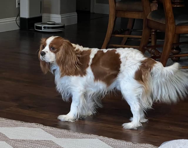 Cavalier King Charles Spaniel Puppies media 16
