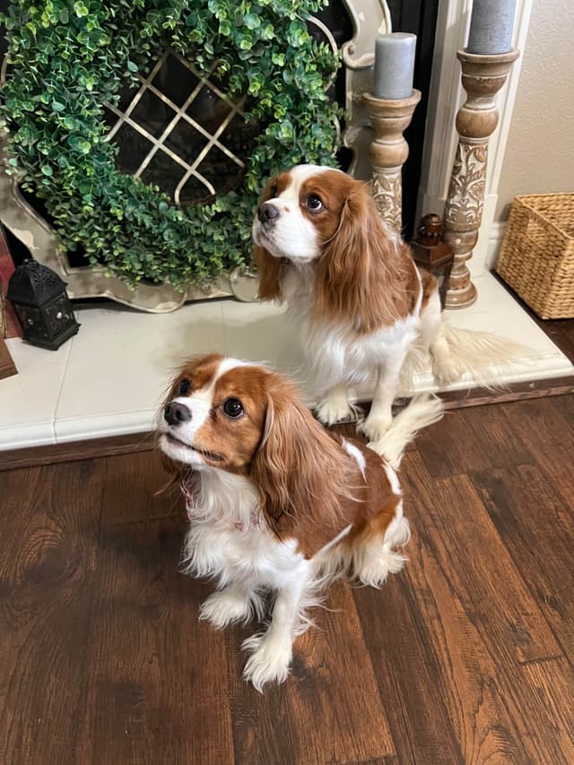 Cavalier King Charles Spaniel Puppies media 18