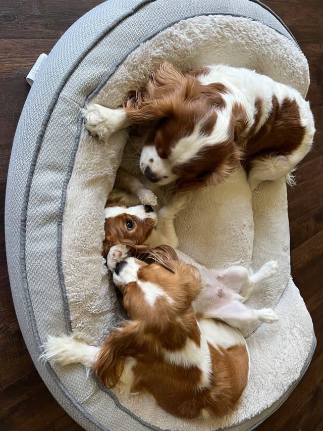 Cavalier King Charles Spaniel Puppies media 19