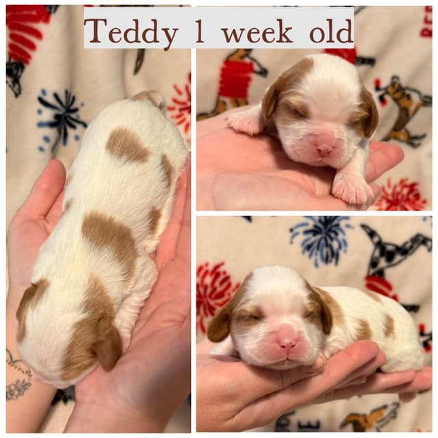 Cavalier King Charles Spaniel Puppies media 3