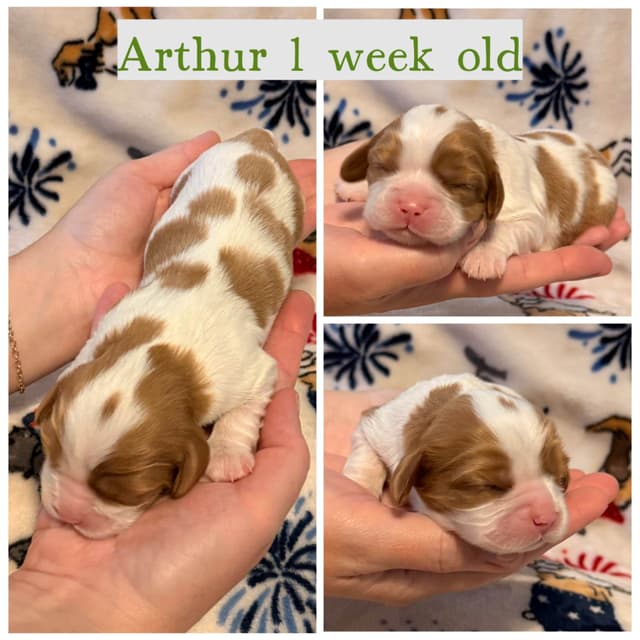 Cavalier King Charles Spaniel Puppies media 7